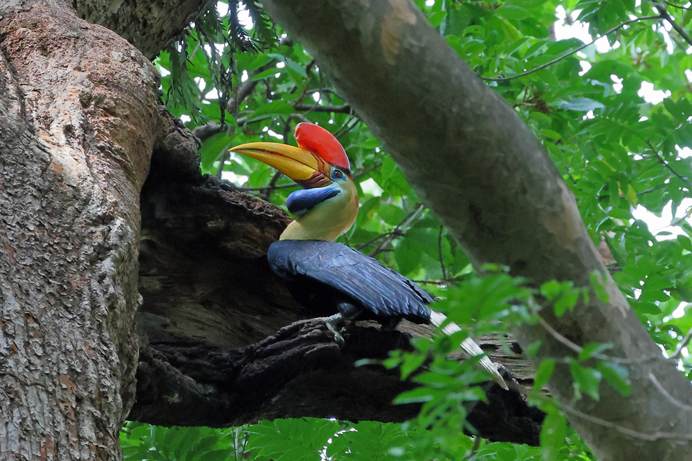 Chim Knobbed Hornbill