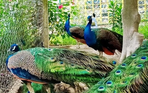 Mách bạn kỹ thuật làm chuồng nuôi chim công