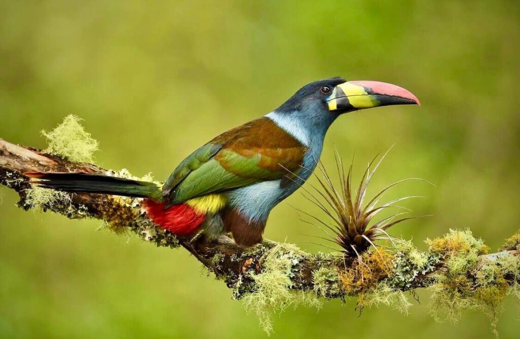 Chim Toucans