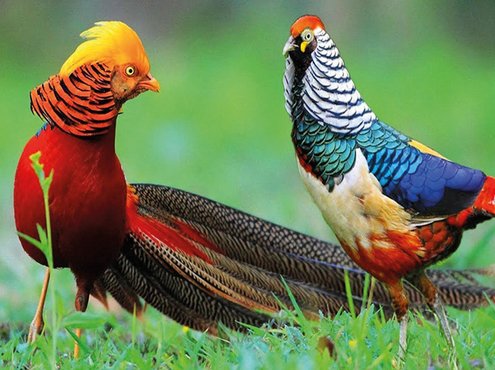 Mua Chim Trĩ Giống Ở Hà Nội: Nơi Nào Uy Tín Chất Lượng?