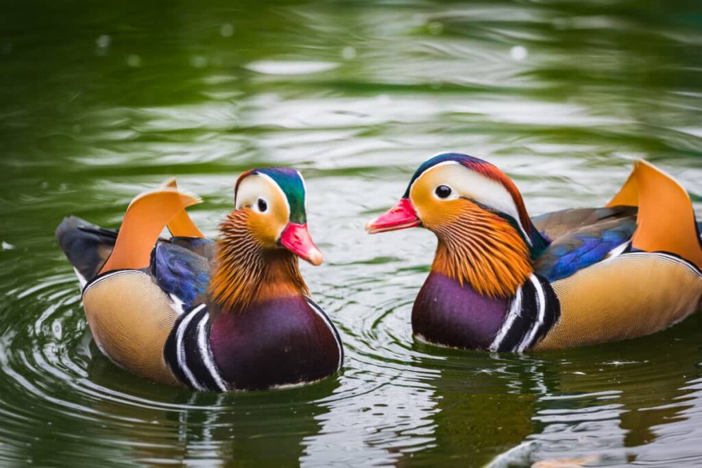 Vịt Uyên Ương