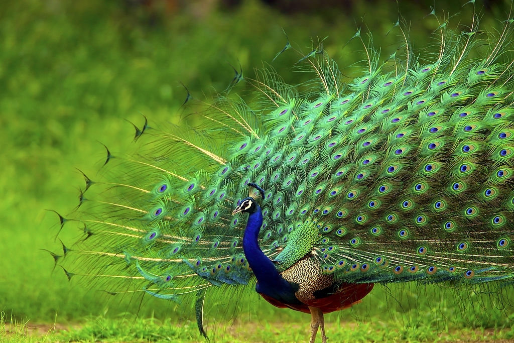 Địa điểm mua chim Công xanh uy tín: Trang trại chim công Peacock Farm