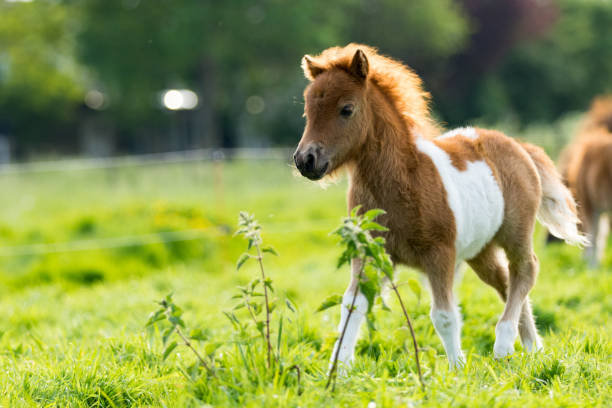 Ngựa lùn Pony: Những Điều Bạn Chưa Biết Về Loài Ngựa Mini Đáng Yêu Nhất Thế Giới