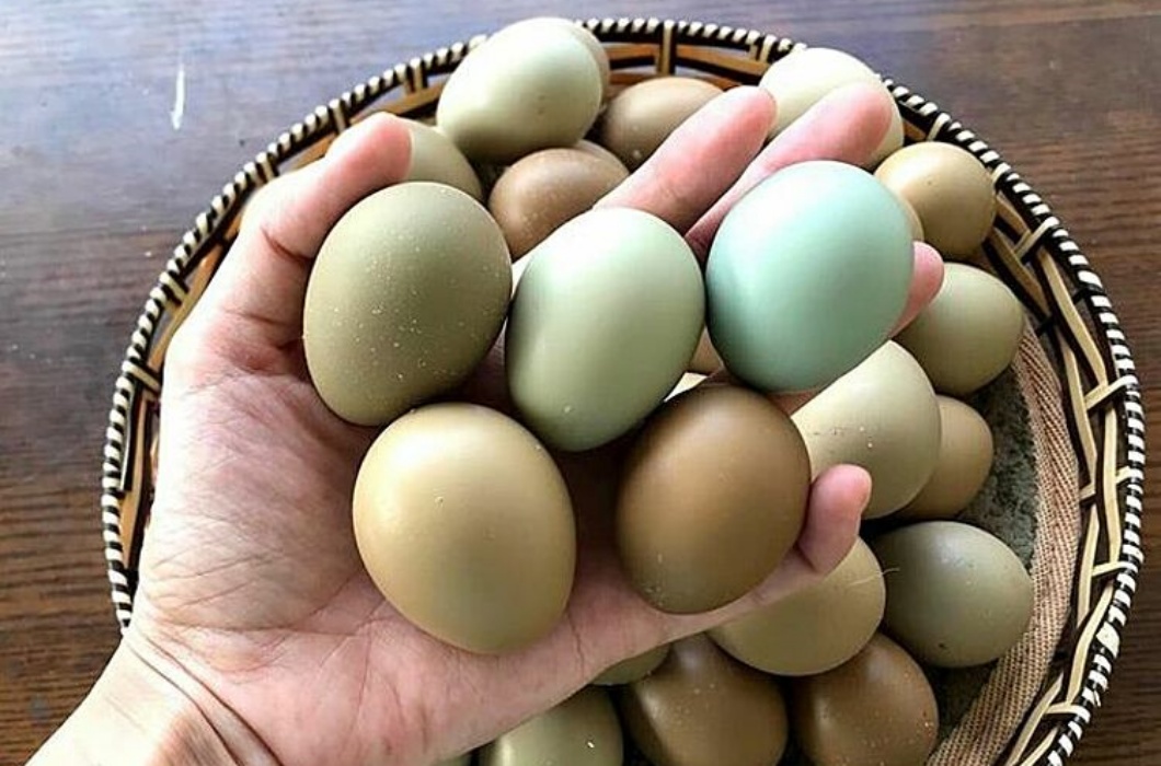 Ngâm Rượu Trứng Chim Trĩ – Đặc Sản Bổ Dưỡng Từ Trang Trại