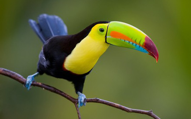 Chim Keel-billed Toucan: Vẻ Đẹp Màu Sắc của Vùng Nhiệt Đới