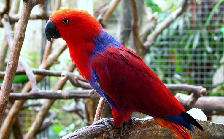 Vẹt Eclectus Vosmaeri