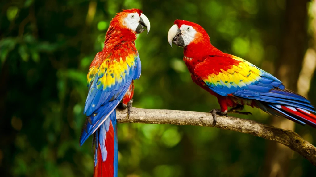 Vẹt Scarlet Macaw