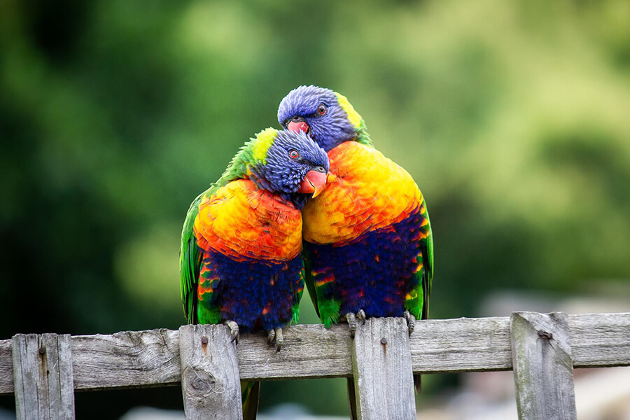 Vẹt Lory Rainbow