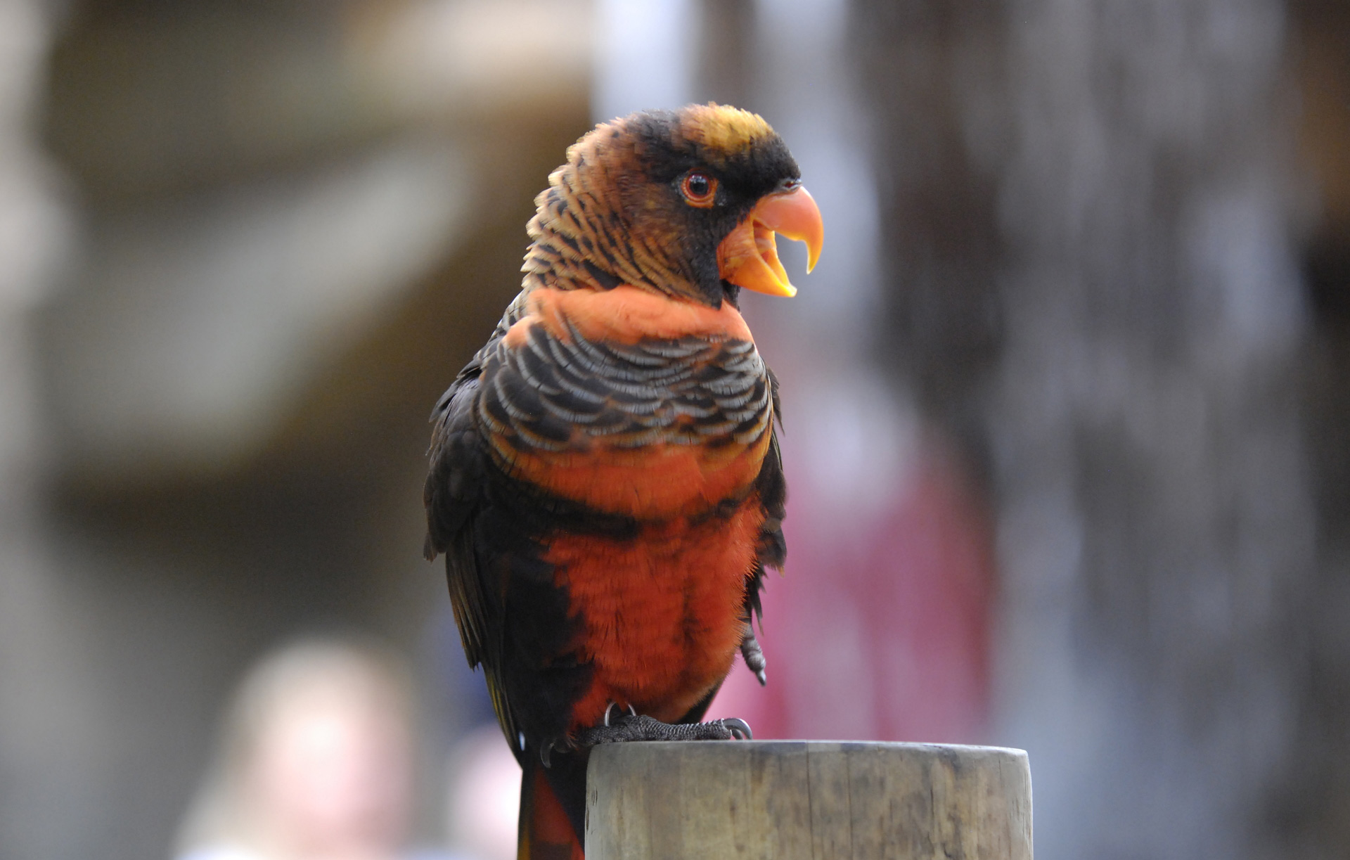Vẹt Pseudeos Fuscata