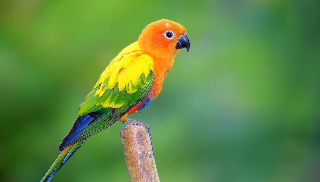 Vẹt Sun Conure