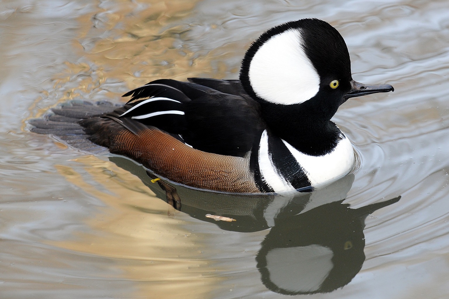 hooded_merganser_web