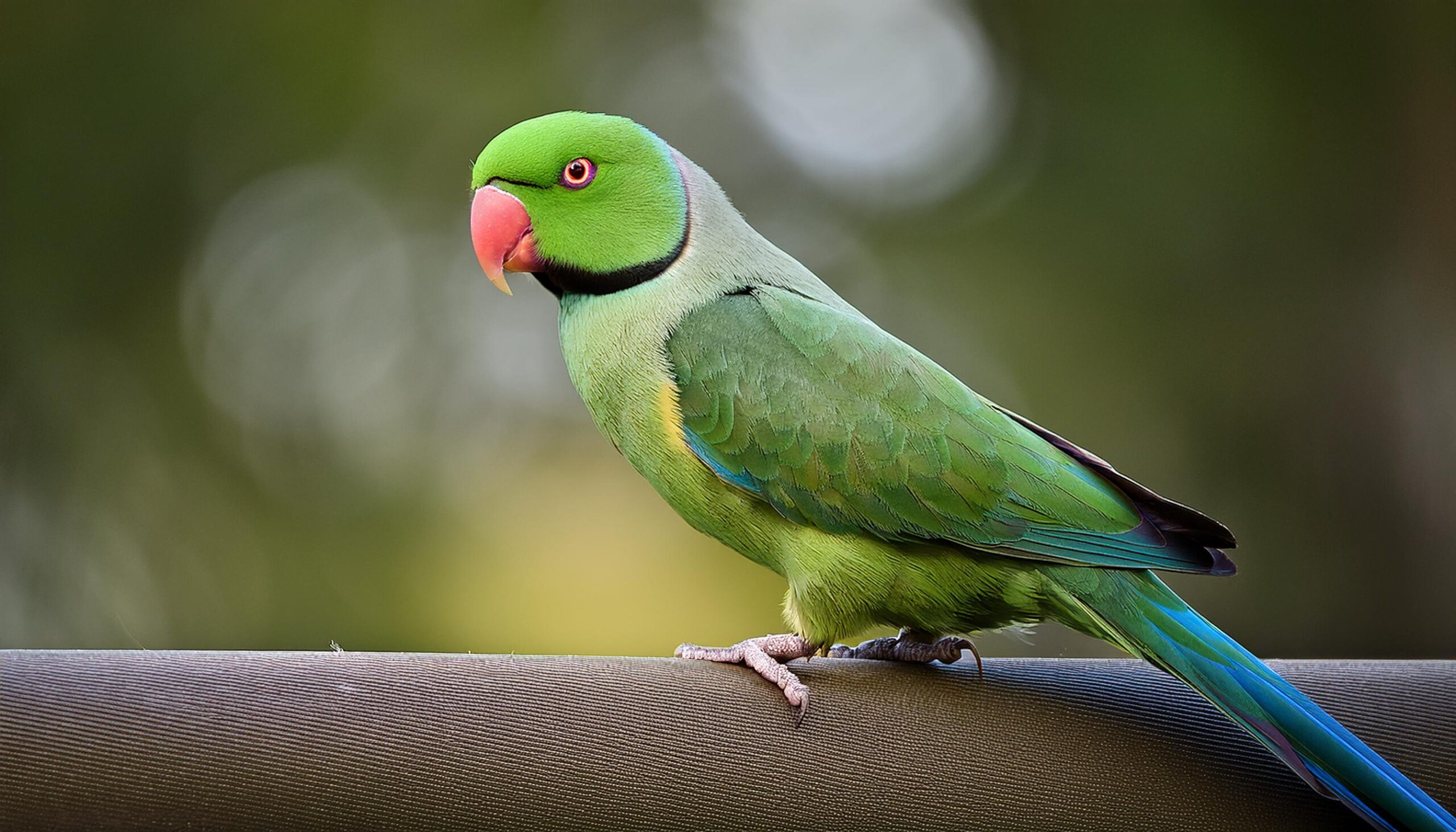 Vẹt Ringneck: Những Điều Cần Biết Trước Khi Nuôi
