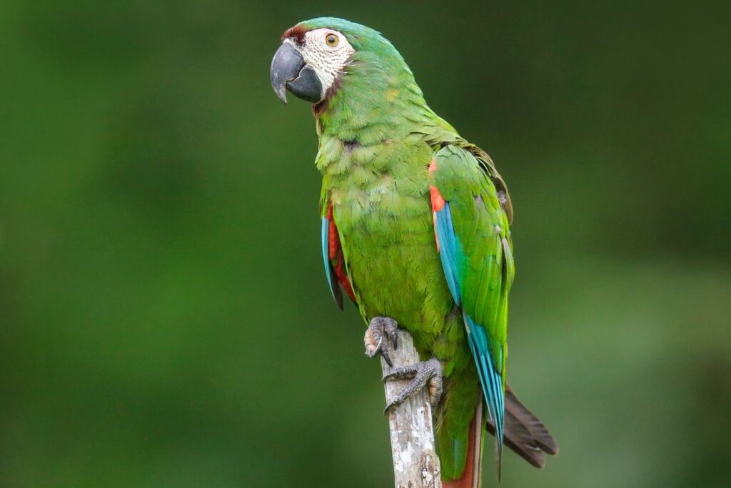 Vẹt Hahn’s Macaw
