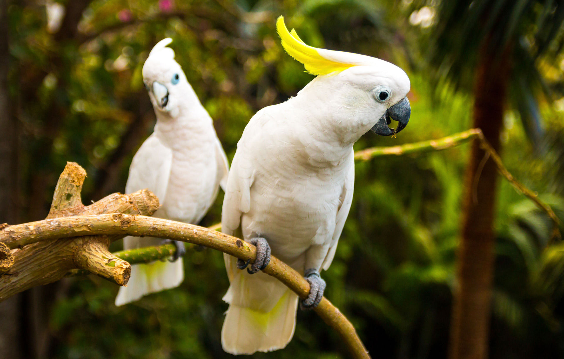 Vẹt Cockatoo