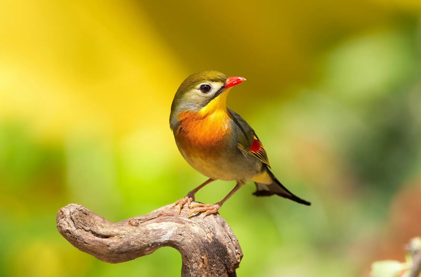 Chim Quế Lâm (Oanh mỏ đỏ): Kinh nghiệm nuôi chim cảnh từ người chơi lâu năm