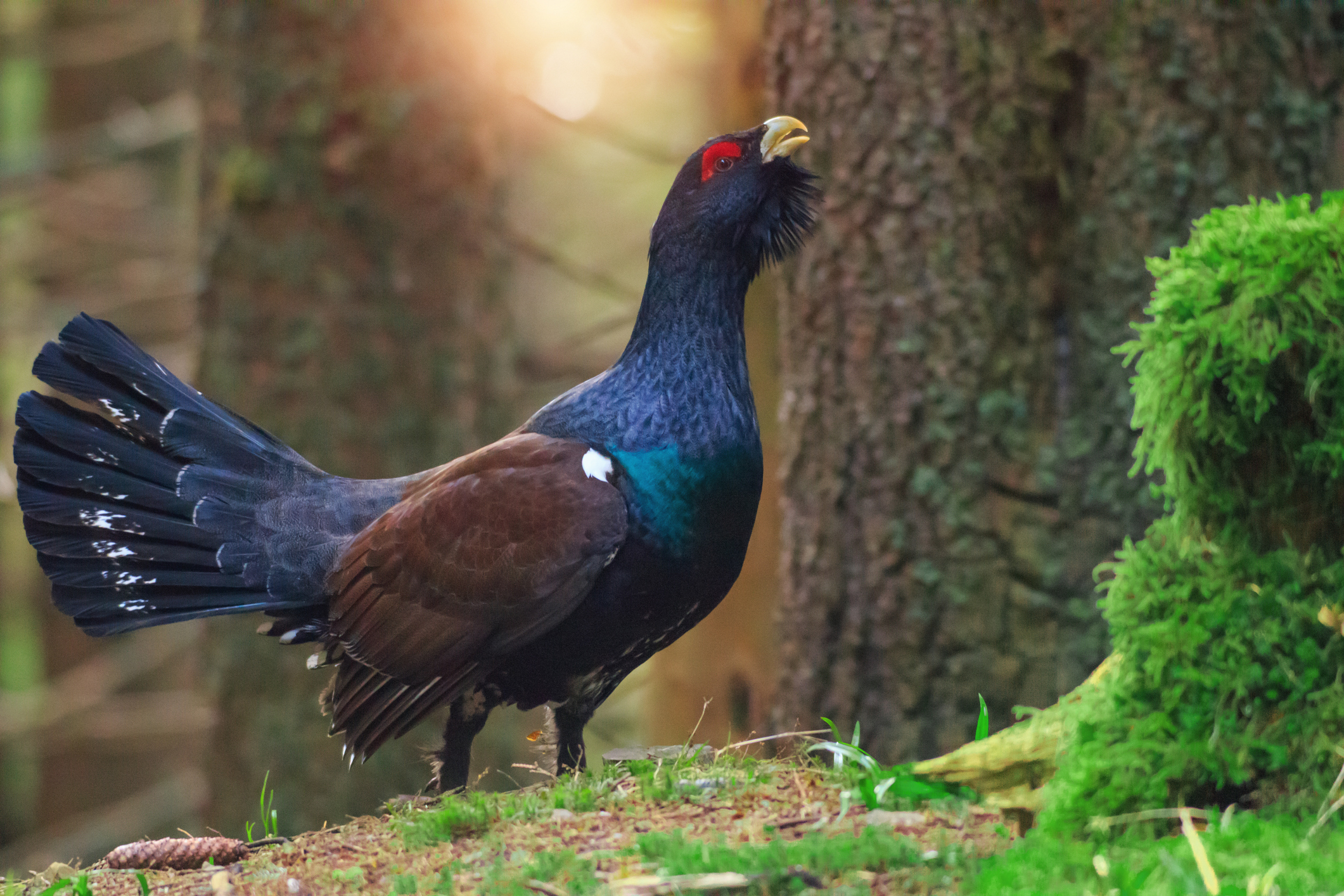 Gà Gô Á Âu (Tetrao urogallus)