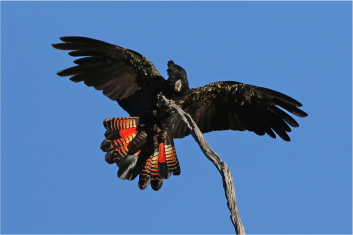 Vẹt Đen Đuôi Đỏ (Red-tailed Black Cockatoo)