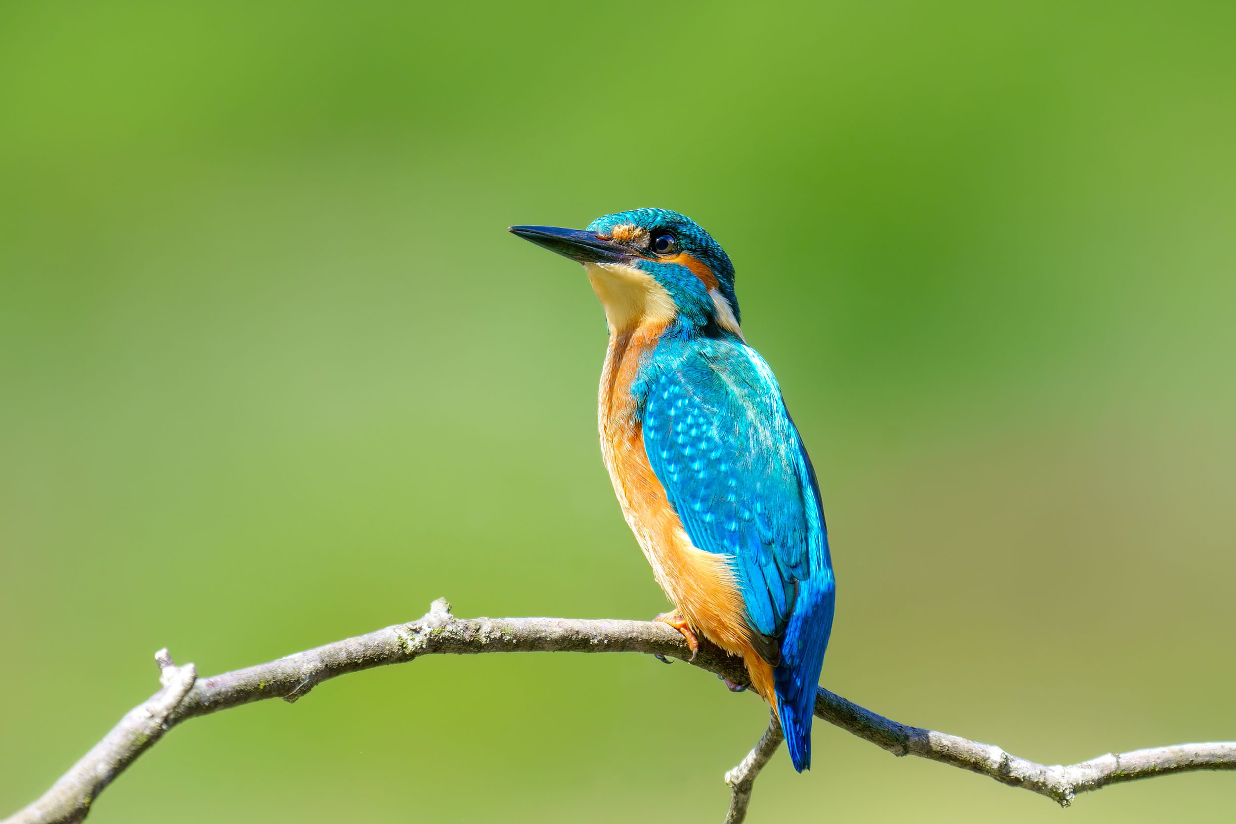 Chim Bồng Chanh (Alcedo atthis): Viên Ngọc Biển Cả