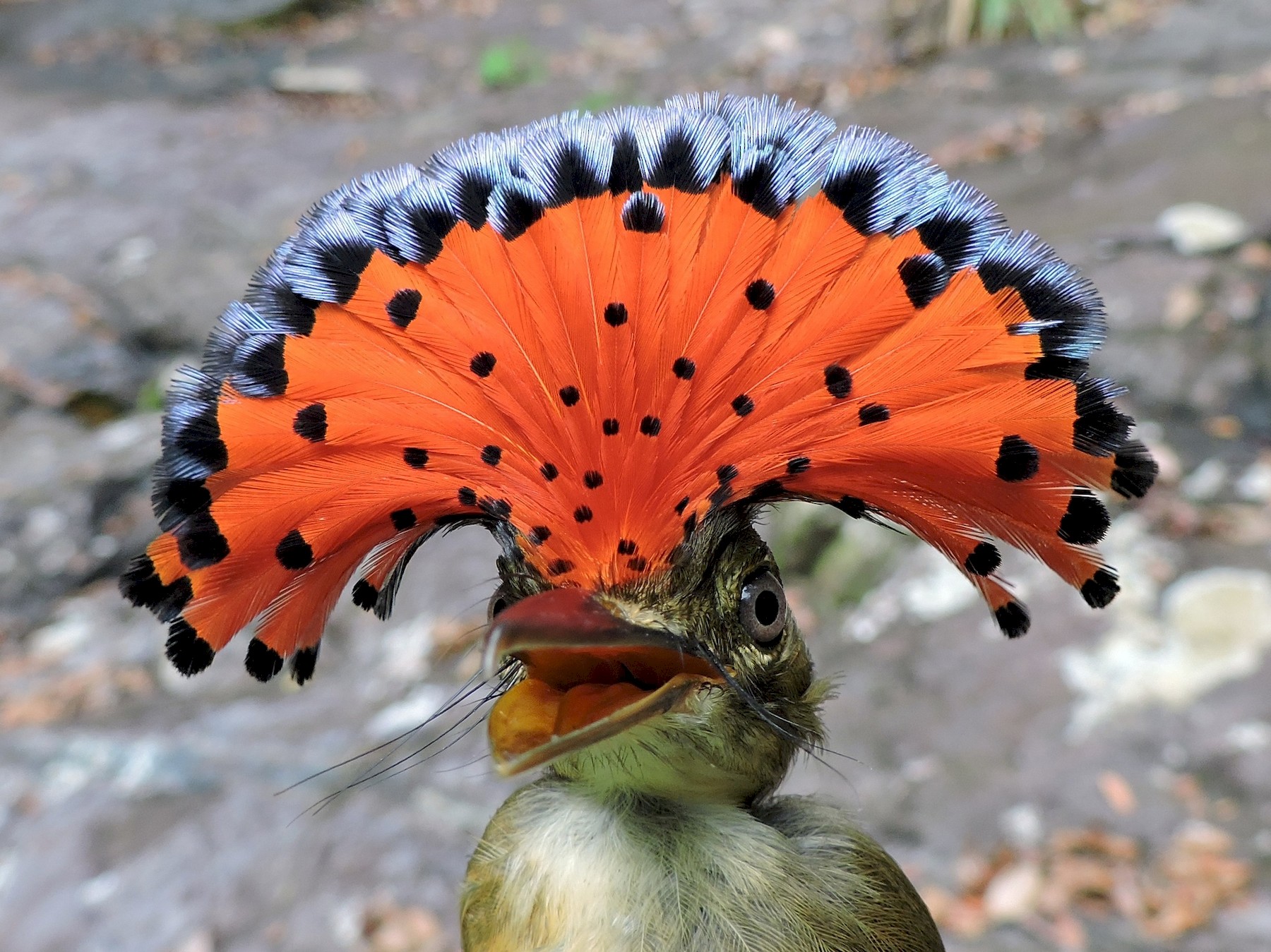 Đớp Ruồi Hoàng Gia Amazonia mào hình xòe quạt