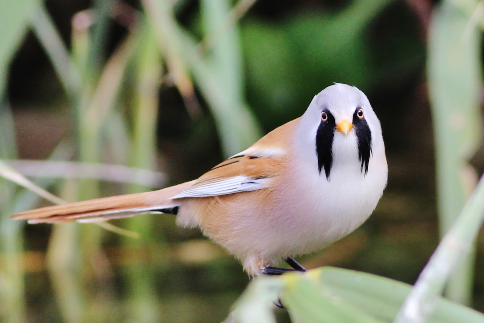 Chim Sẻ Râu (Panurus biarmicus) Viên Ngọc Bí Ẩn của Bãi Lau Sậy